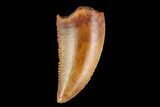 Serrated, Raptor Tooth - Real Dinosaur Tooth #124881-1